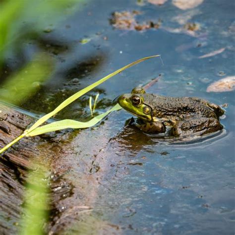Love & Protect the Indiana Dunes | Indiana Dunes