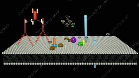 Image result for Complement Cascade