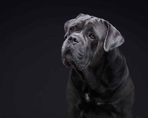 5 Dog Breeds Most Similar to Cane Corsos - A-Z Animals