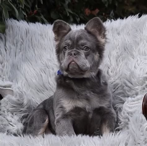 French Bulldog Price - French Bulldogs For Sale & Price