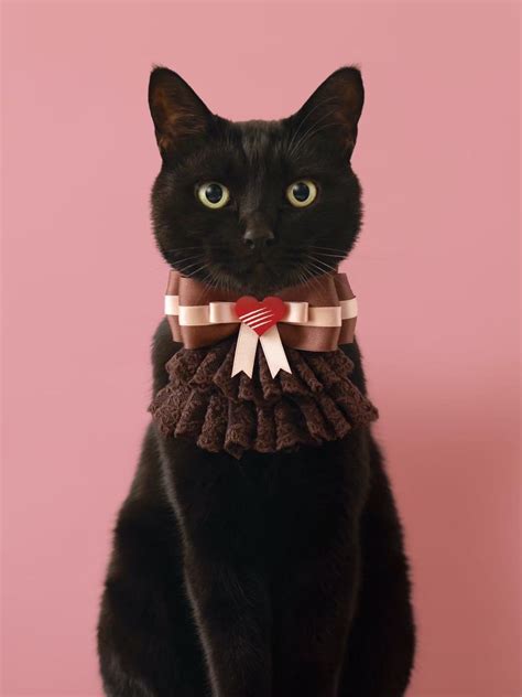 Black Cat with Bow Tie
