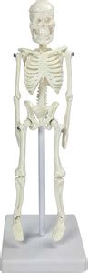 Zx Tiny Human Skeleton 21 cm Anatomical Body Model Price in India - Buy ...