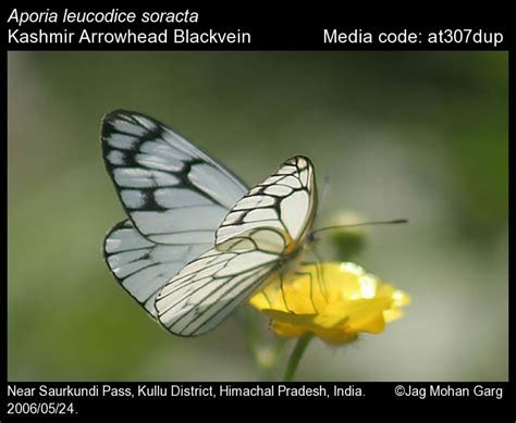 Aporia leucodice (Eversmann, 1843) - Arrowhead Blackvein | Butterfly