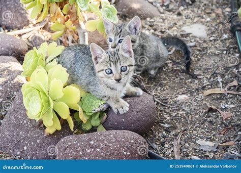 Little tabby kittens play stock image. Image of mammal - 253949061