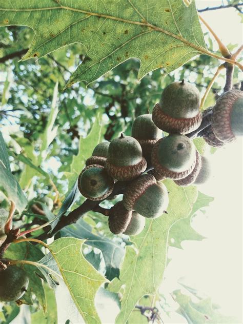White Oak Tree Acorns