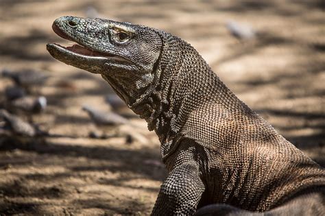 Komodo Dragons in Indonesia 2025-2026 - Rove.me
