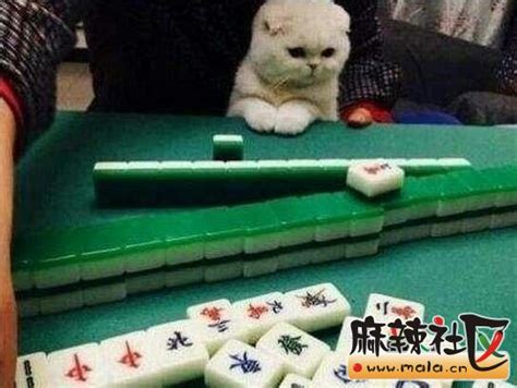 自从养了这猫，大爷打麻将把把赢钱，牌友们都快输哭了