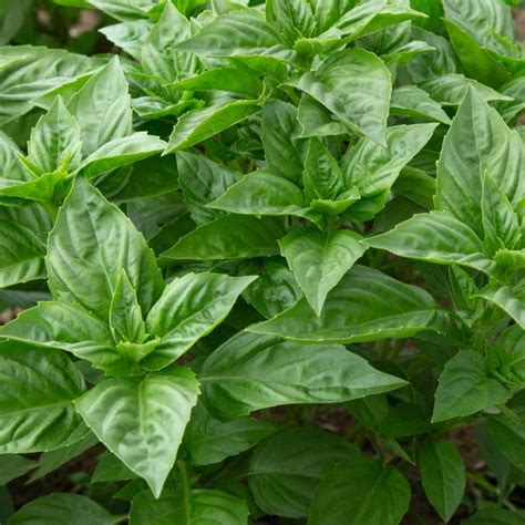 Rutgers Obsession DMR Sweet Basil Plant | Plant Addicts