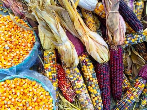 Native American Plains Tribes Food: Traditional Dishes and Recipes