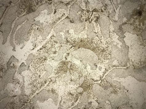 What happened to my drywall... insects? - Home Improvement Stack Exchange