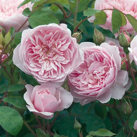 Standard Tree Roses | David austin roses, Rooting roses, Container roses