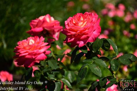 'Holiday Island Oahu' Rose