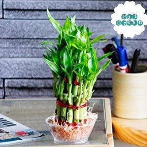 Pot Green Two Layer Bamboo Plant Price in India - Buy Pot Green Two ...