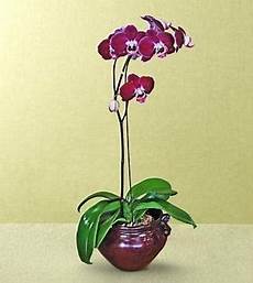 orchidea vaso trasparente vaso per orchidea orchidee vaso adatto alle orchidee orchidea vaso trasparente vaso per orchidea orchidee vaso adatto alle orchidee