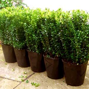 Buy Maha Laxmi Nursery Curtain Creeper/Vernonia Elaeagnifolia/Parda Bel ...