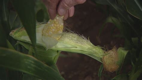 Bugs are ruining Colorado's Olathe sweet corn harvest | 9news.com