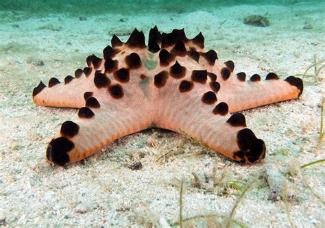 Chocolate Chip Sea Star (Protoreaster nodosus) – Complete Care Guide ...