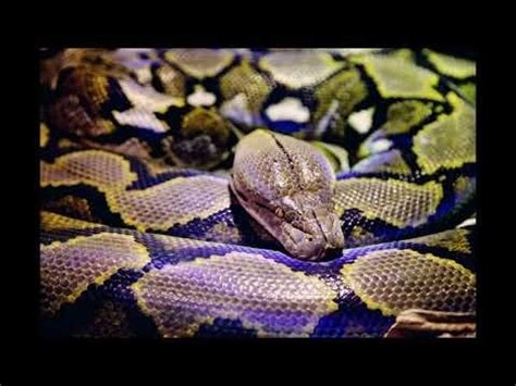 Image result for Minecraft Python Mob