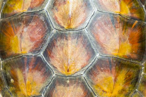 Image result for Sea Turtle Shell