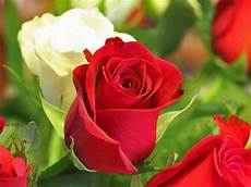Free Clipart Image Of Flower by Beautiful Flowers Flowers Hd Free Clipart Image Of Flower