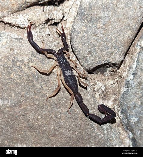 Slender Brown Scorpion (Centruroides gracilis), Arachnida, Santa Cruz la Laguna, Guatemala Stock ...