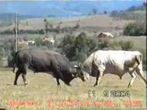 Image result for Sjava Izimpi Zodwa