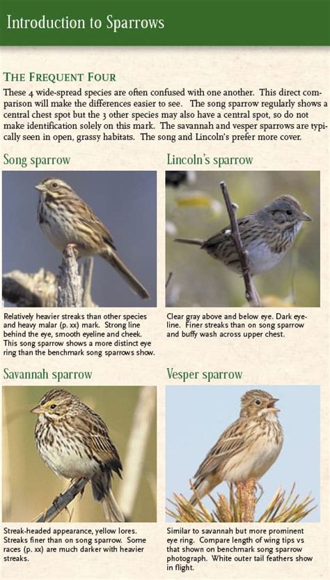 Image result for Sparrow Identification Guide