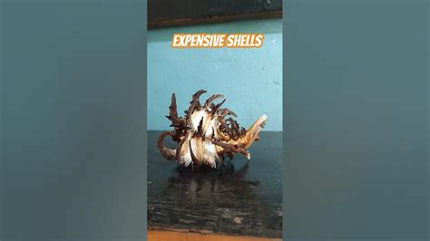 Image result for Expensive Shells