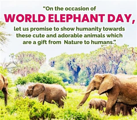 World Elephant Day Images, Pictures, Photos