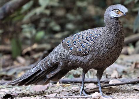 Gray Peacock-pheasant (Polyplectron bicalcaratum) — Coke Smith Wildlife