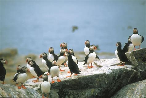 Machias Seal Island: Why Canada and the US are fighting over this tiny ...