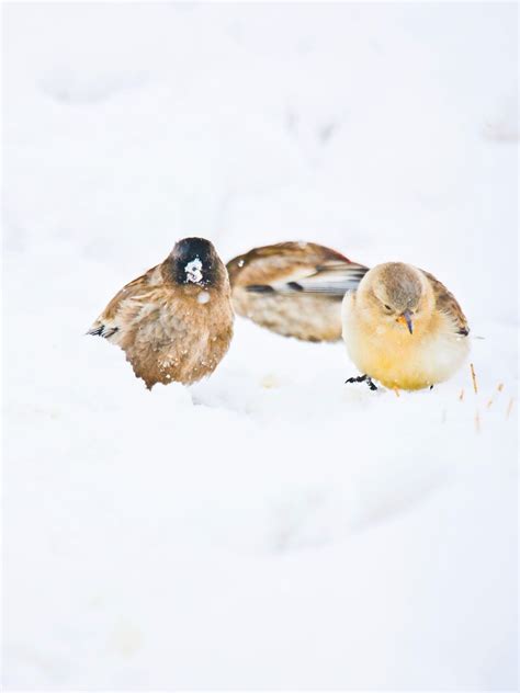 Hemis National Park: A safari guide's tips on spotting snow leopards in ...