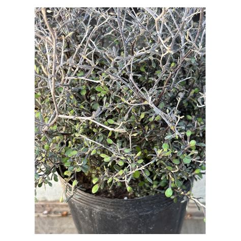 Corokia cotoneaster | Seeding