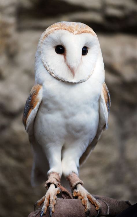 The White Owl’s Enchanting Tale: Unveiling Ancient Native Myths