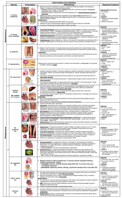 Gram Positive Cocci Antibiotics