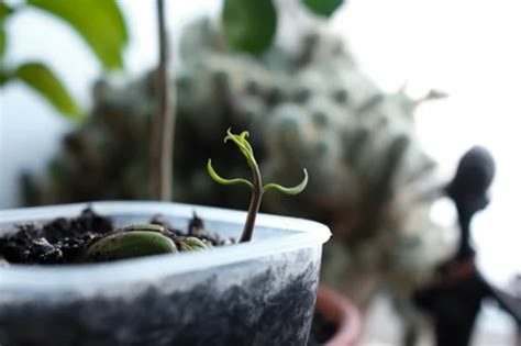 Image result for Mango Sprouting