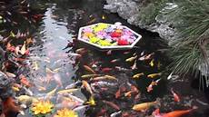 bassin de jardin avec cascade 62005 visit to a buddhist temple koi fish pond in china bassin de jardin avec cascade 62005 visit to a buddhist temple koi fish pond in china