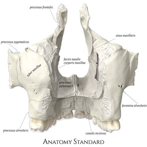 Maxillary Bone Anatomy