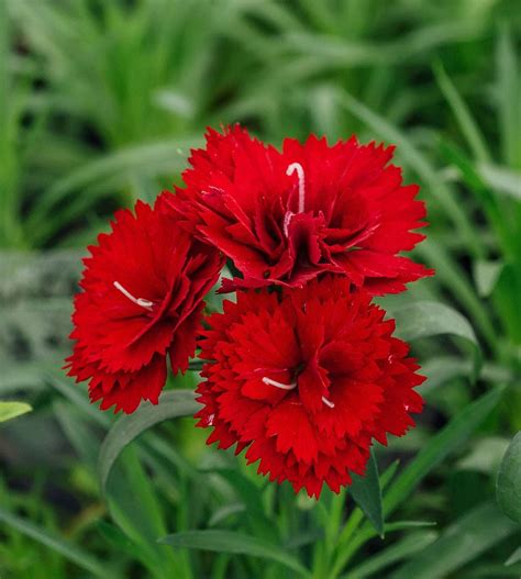 Carnation Red Plant - freeshipping with in India - PadmamNursery ...