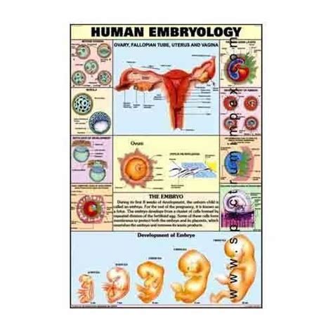 Human Physiology Charts 30 No's - HP19S-Human Kidney Biological Charts ...