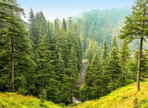 Jibhi 3 Nights 4 Days Tour Package - Myholidays.com