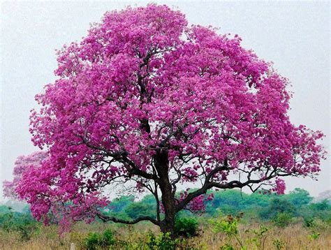 Best Tabebuia Rosea Trees Nurseries Near To Me Kadiyam India — Kadiyam ...