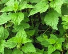 ORGANIC FARMING :: Home