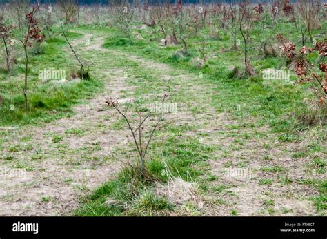Path through Field 的图像结果
