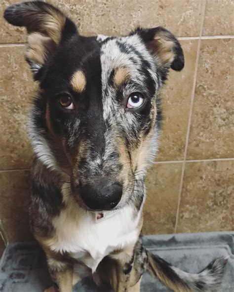 Louisiana Catahoula Leopard & Australian Shepherd Mix