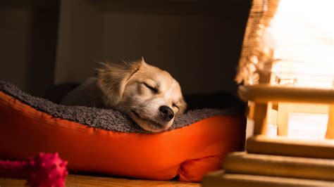 How much sleep do puppies need? | Vets4Pets