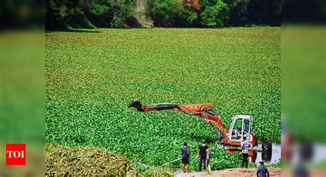 PMC removes over 5 tonnes of hyacinth from Mula river | Pune News ...