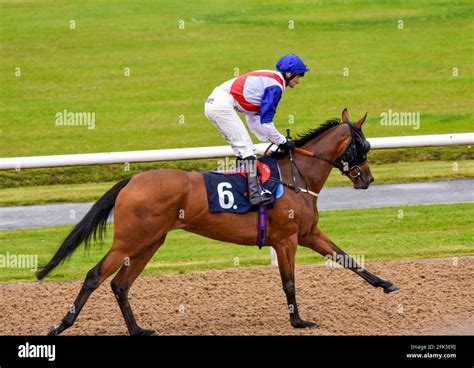 Wolverhampton Wolves Races 的图像结果