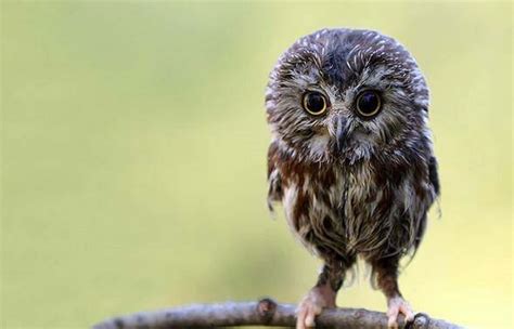 Image result for Baby Owl Springwatch