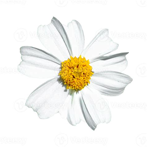 WHITE SPANISH NEEDLE FLOWER AND YELLOW POLLEN 52933961 PNG